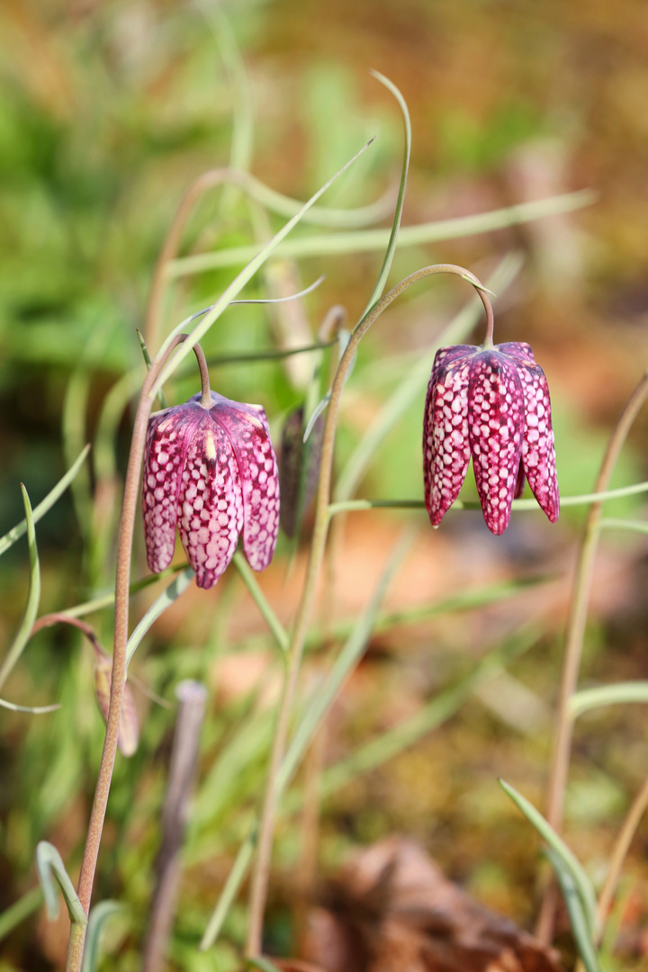 Chess Flower - Schachblume - Fritillaria meleagris