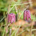 Chess Flower - Schachblume - Fritillaria meleagris