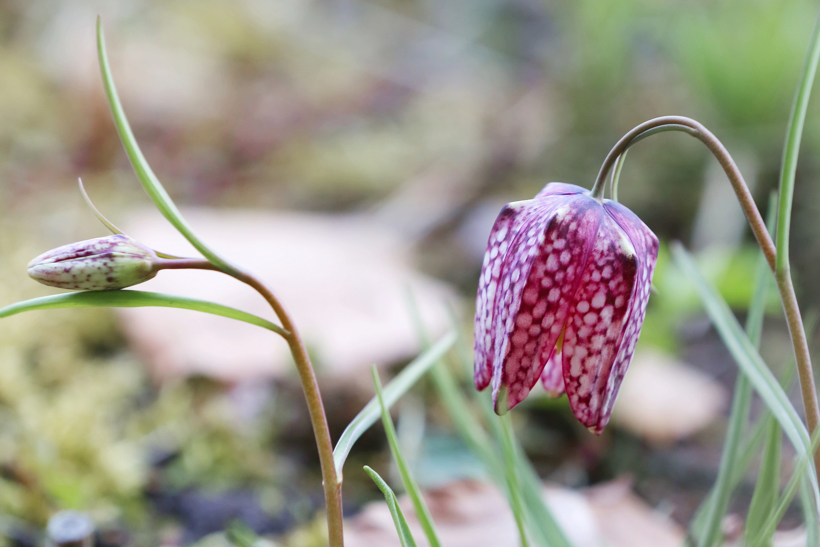 Chess Flower - Schachblume - Fritillaria meleagris