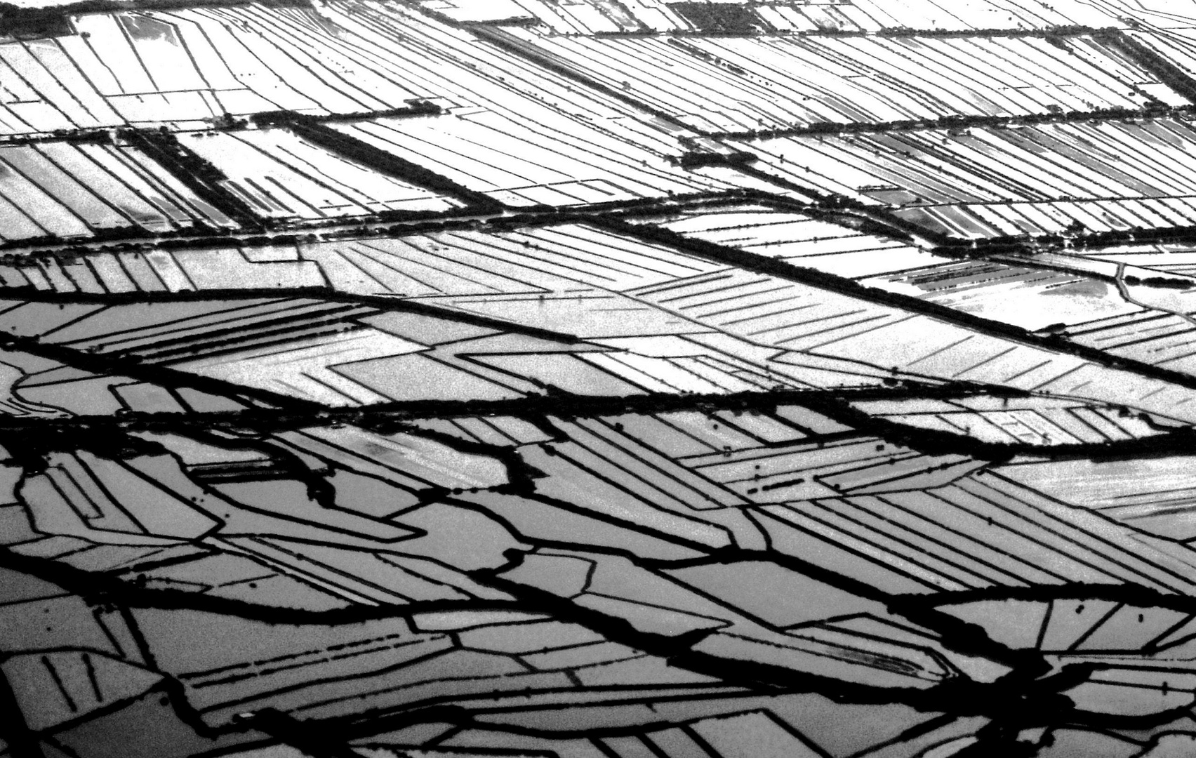 Chess of ricefield