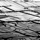 Chess of ricefield