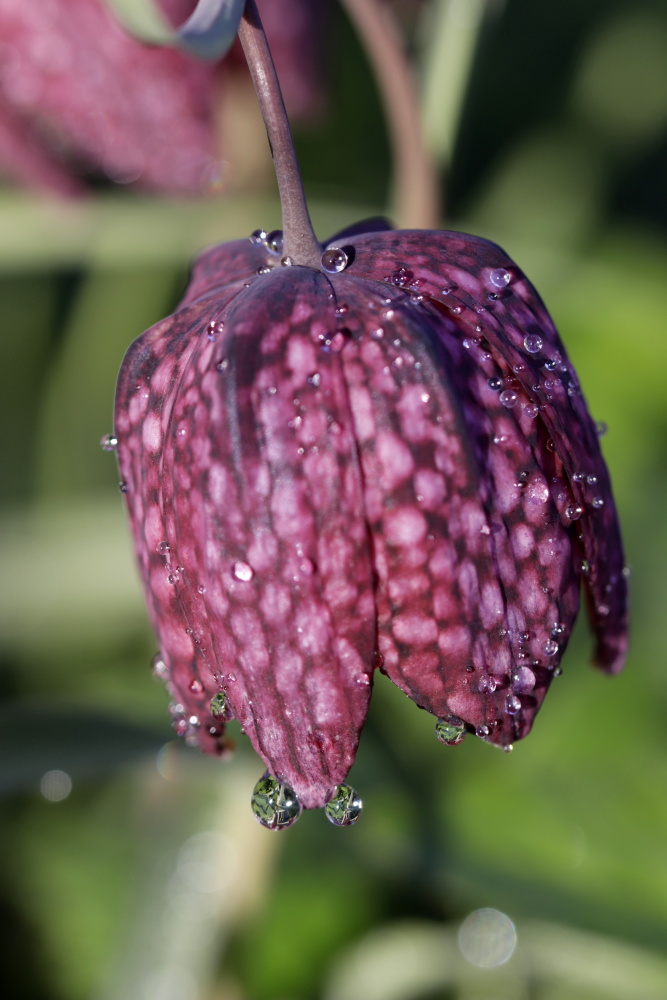 Chessflower (Fritillaria meleagris)