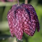 Chessflower (Fritillaria meleagris)