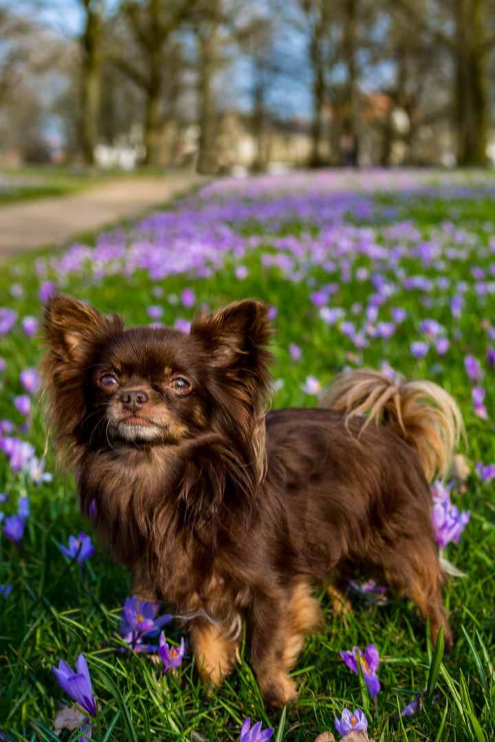 Chester im Krokusblütenfeld