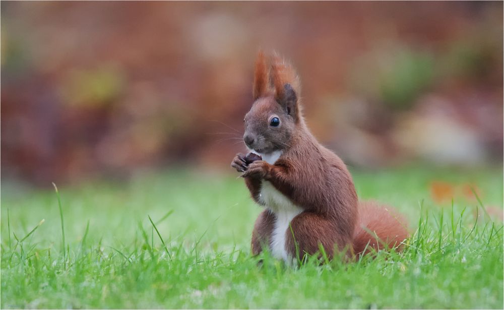 chestnut also tastes good