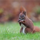 chestnut also tastes good