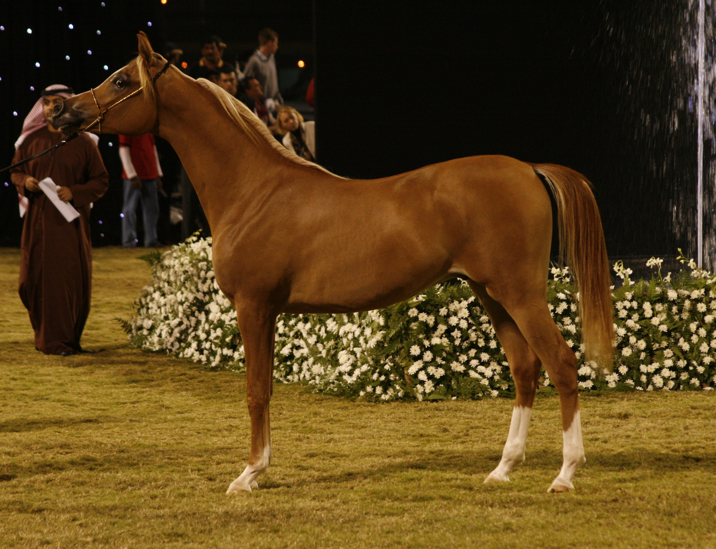 Chestnut Arabian Horse