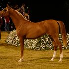 Chestnut Arabian Horse