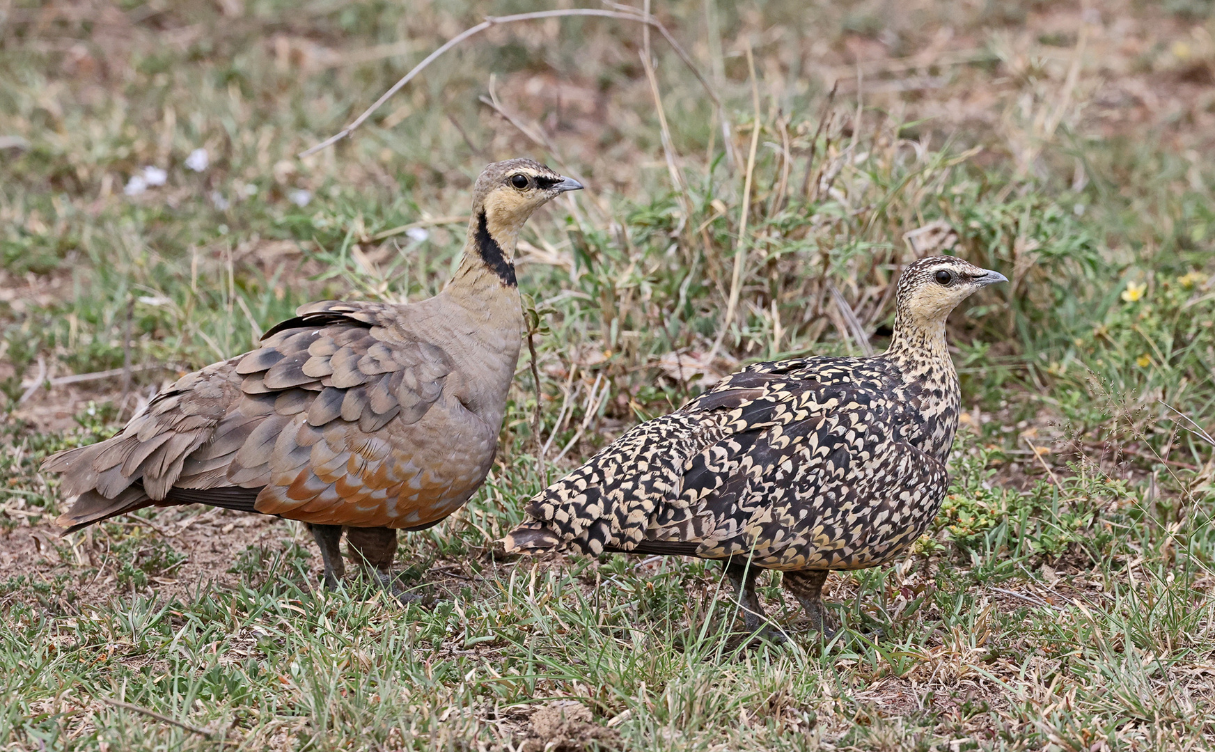 Chestnut-bellied Sandgrous4e ( Pieroles exustus)