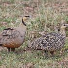 Chestnut-bellied Sandgrous4e ( Pieroles exustus)