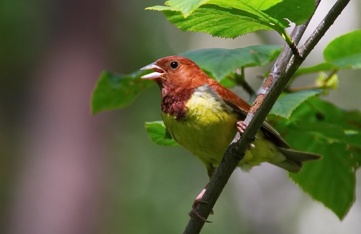 chestnut bunting