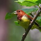 chestnut bunting