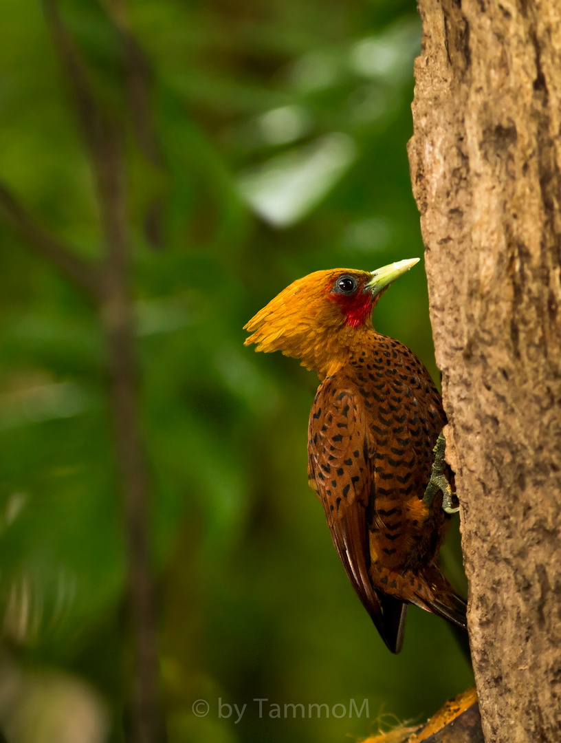 Chestnut-colored Woodpecker