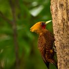 Chestnut-colored Woodpecker