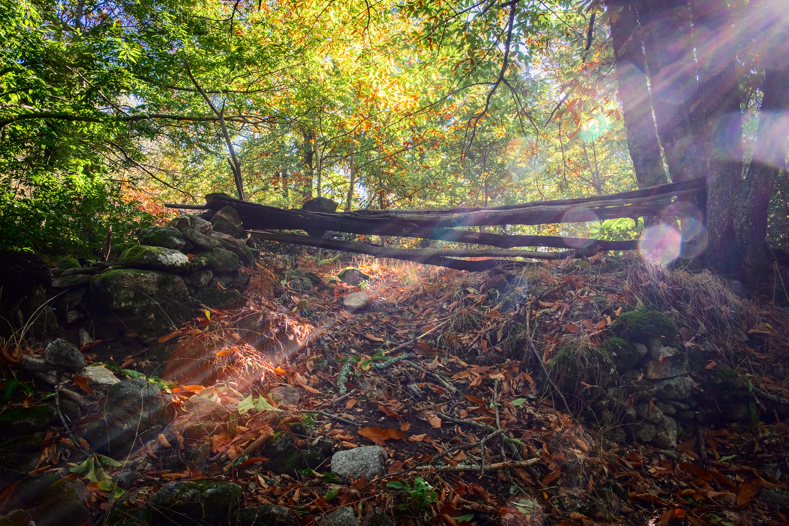 chestnut forest