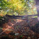 chestnut forest