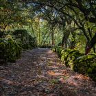 chestnut forest