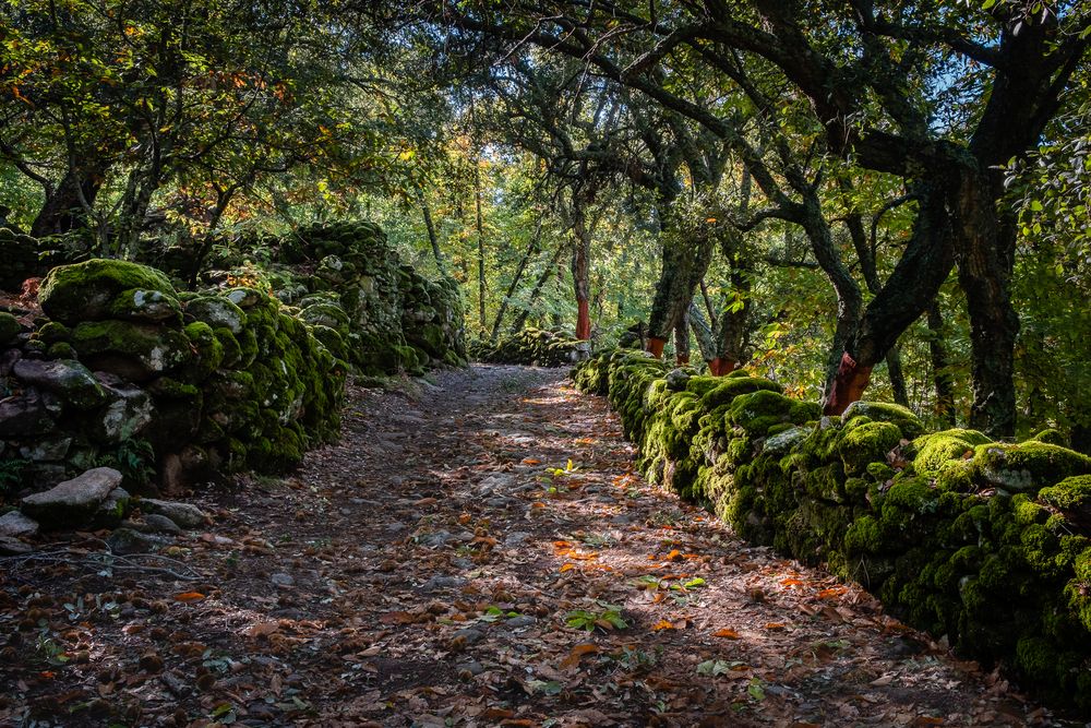 chestnut forest