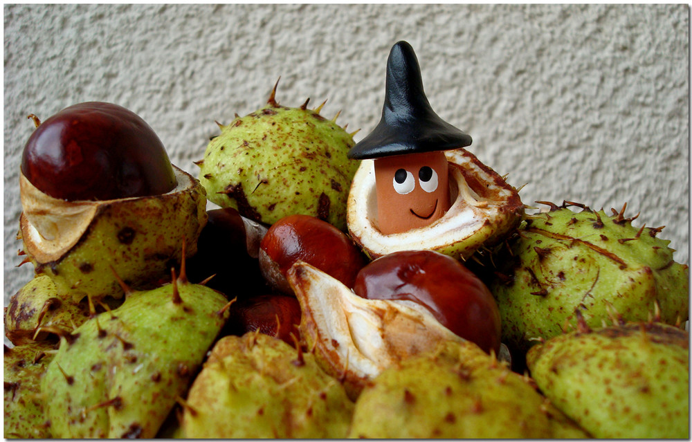 Chestnut gnome