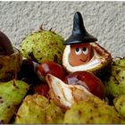 Chestnut gnome