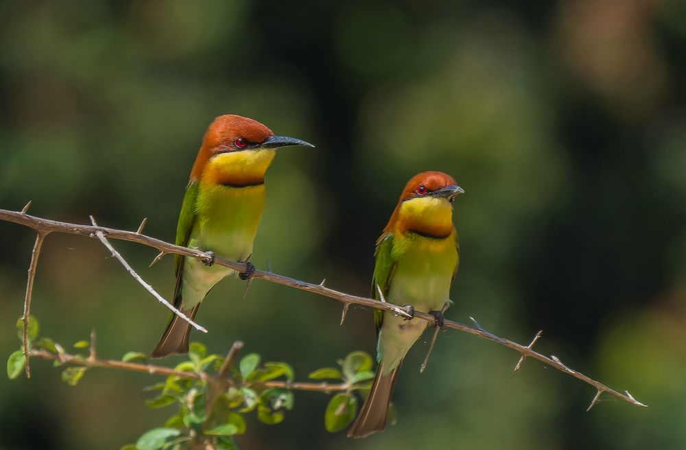 Chestnut-Headed Bee-Eater -- Braunkopfspint