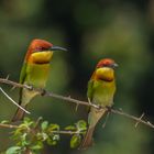 Chestnut-Headed Bee-Eater -- Braunkopfspint