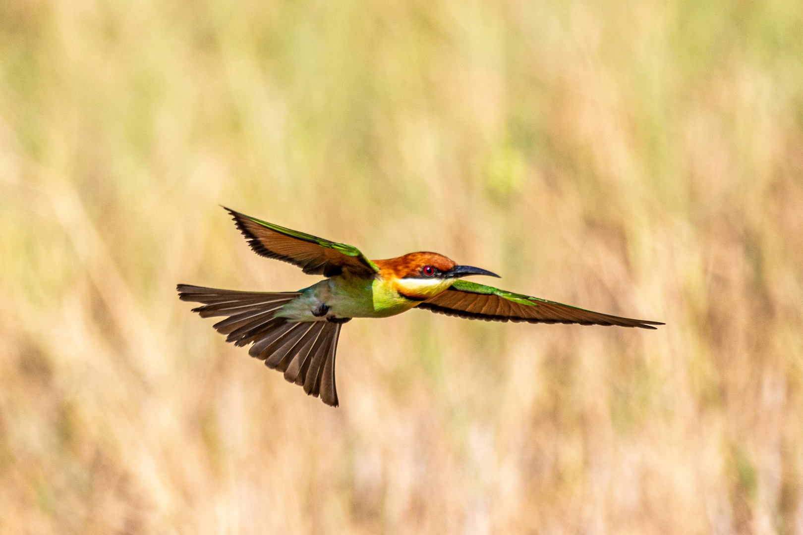 Chestnut-headed bee-eater