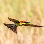 Chestnut-headed bee-eater