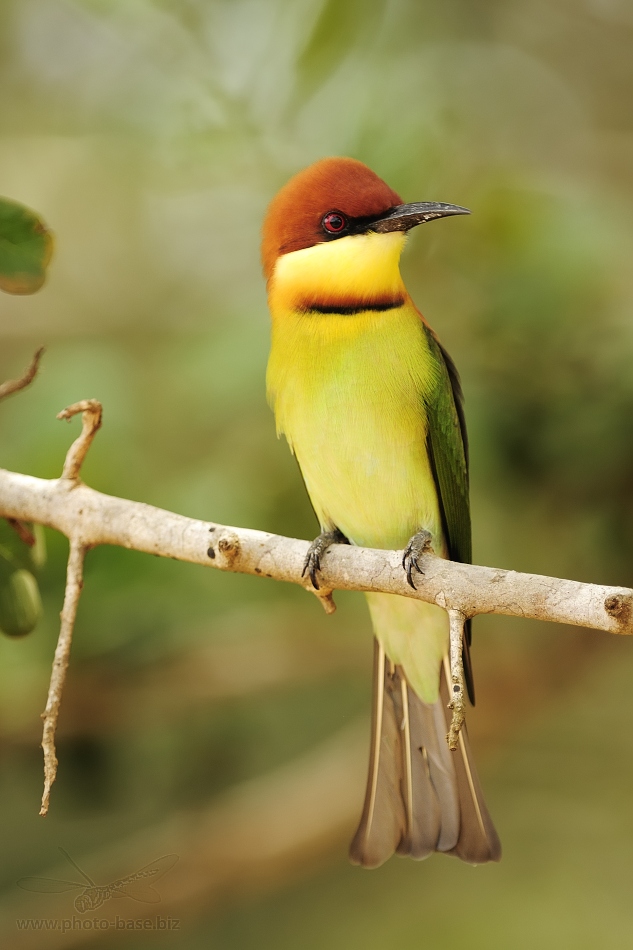 Chestnut-headed Bee-eater (Merops leschenaulti leschenaulti)