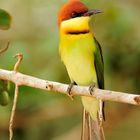 Chestnut-headed Bee-eater (Merops leschenaulti leschenaulti)