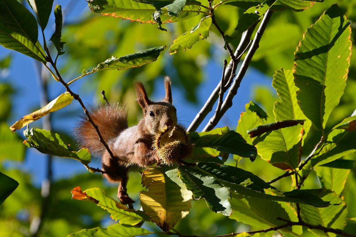 Chestnut hunter