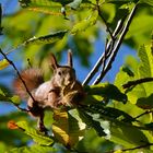 Chestnut hunter