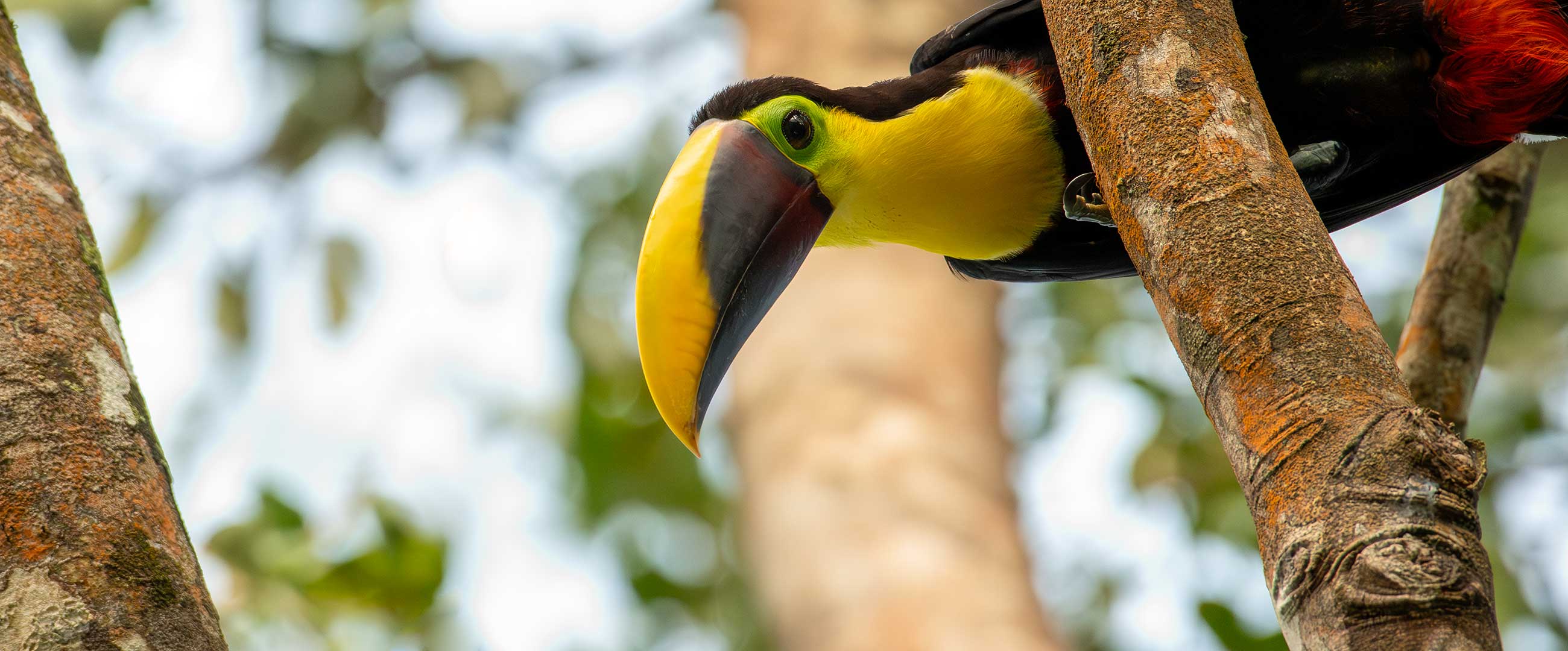 Chestnut-Mandibled-Toucan