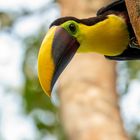 Chestnut-Mandibled-Toucan