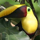 Chestnut-Mandibled Toucan (Ramphastos ambiguus swainsonii)