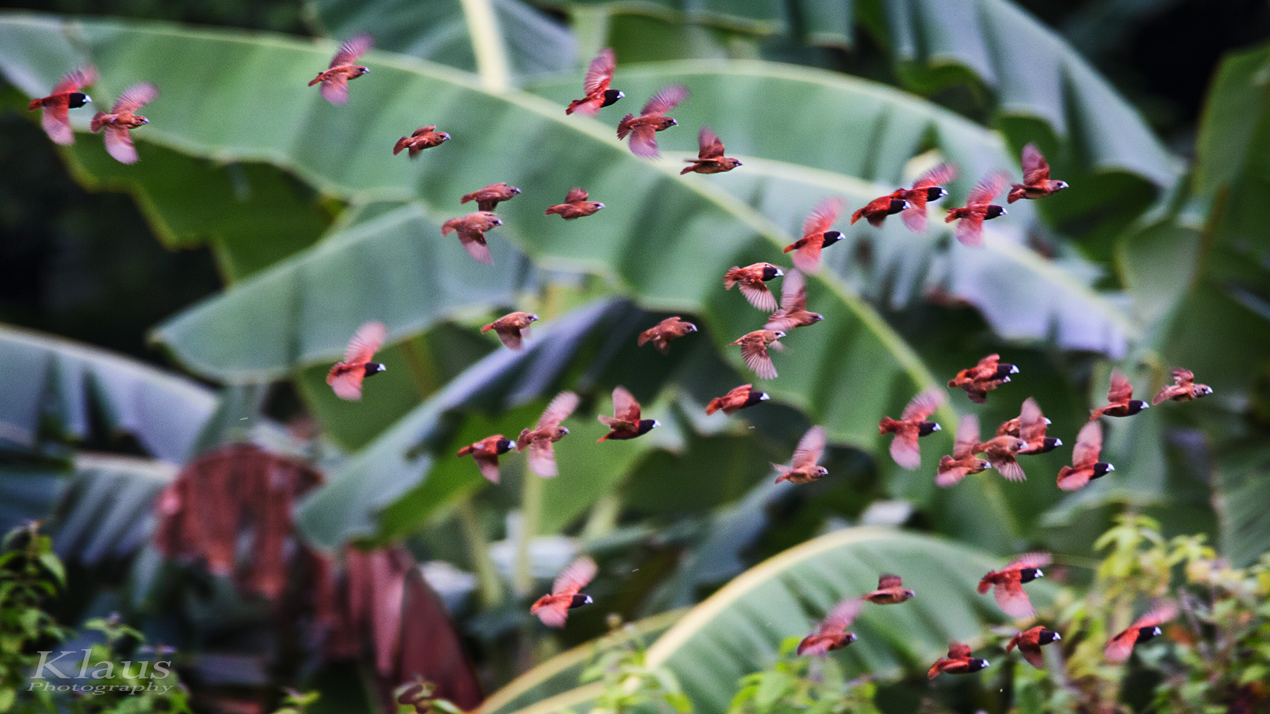 chestnut munia Schwarm