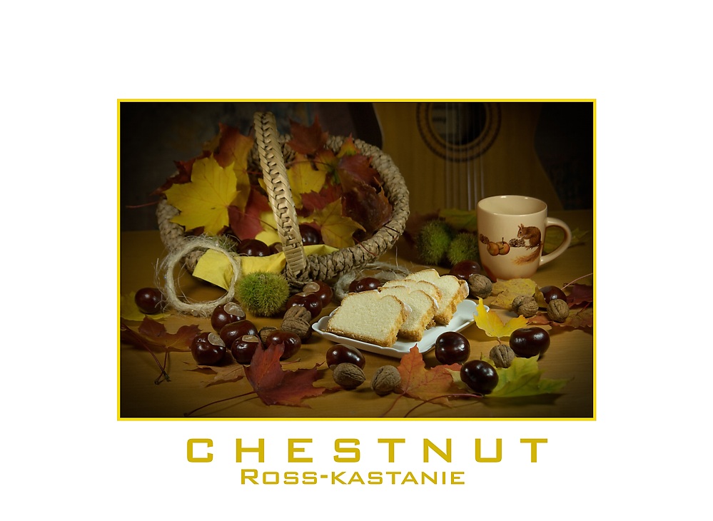 Chestnut - Rosskastanie