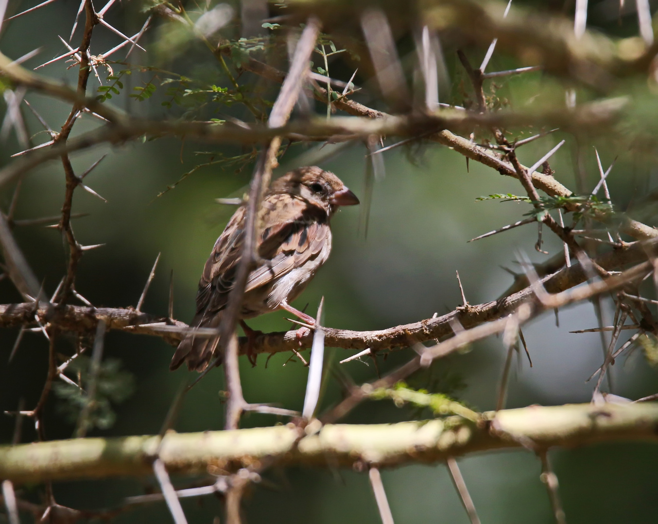 Chestnut Sparrow,Maronensperling juv.