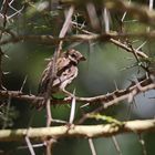 Chestnut Sparrow,Maronensperling juv.