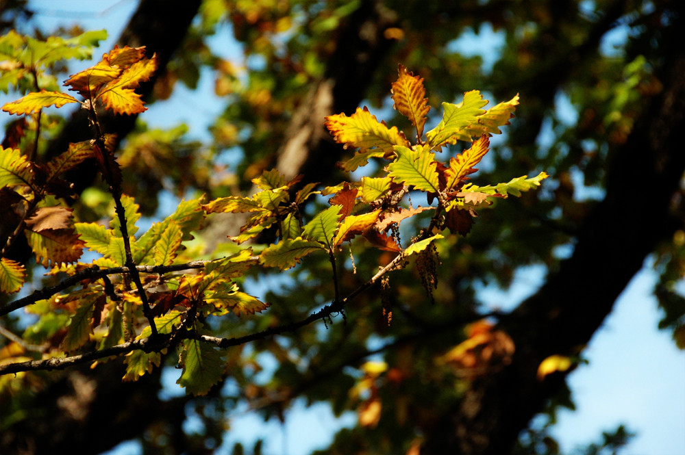 Chestnut Tree