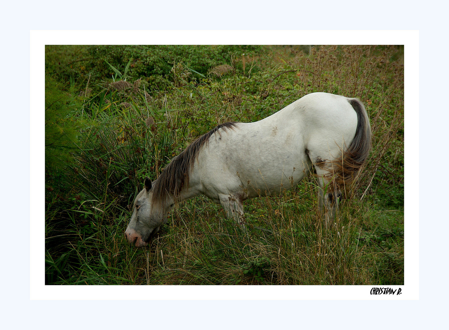 Cheval à bascule du marais de Bris.