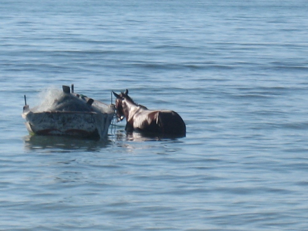 Cheval à DJERBA