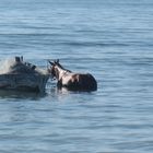 Cheval à DJERBA