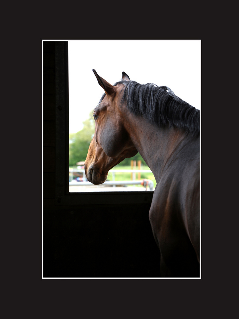 Cheval à la fenêtre