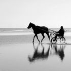 cheval à l'entrainement plage de Varaville