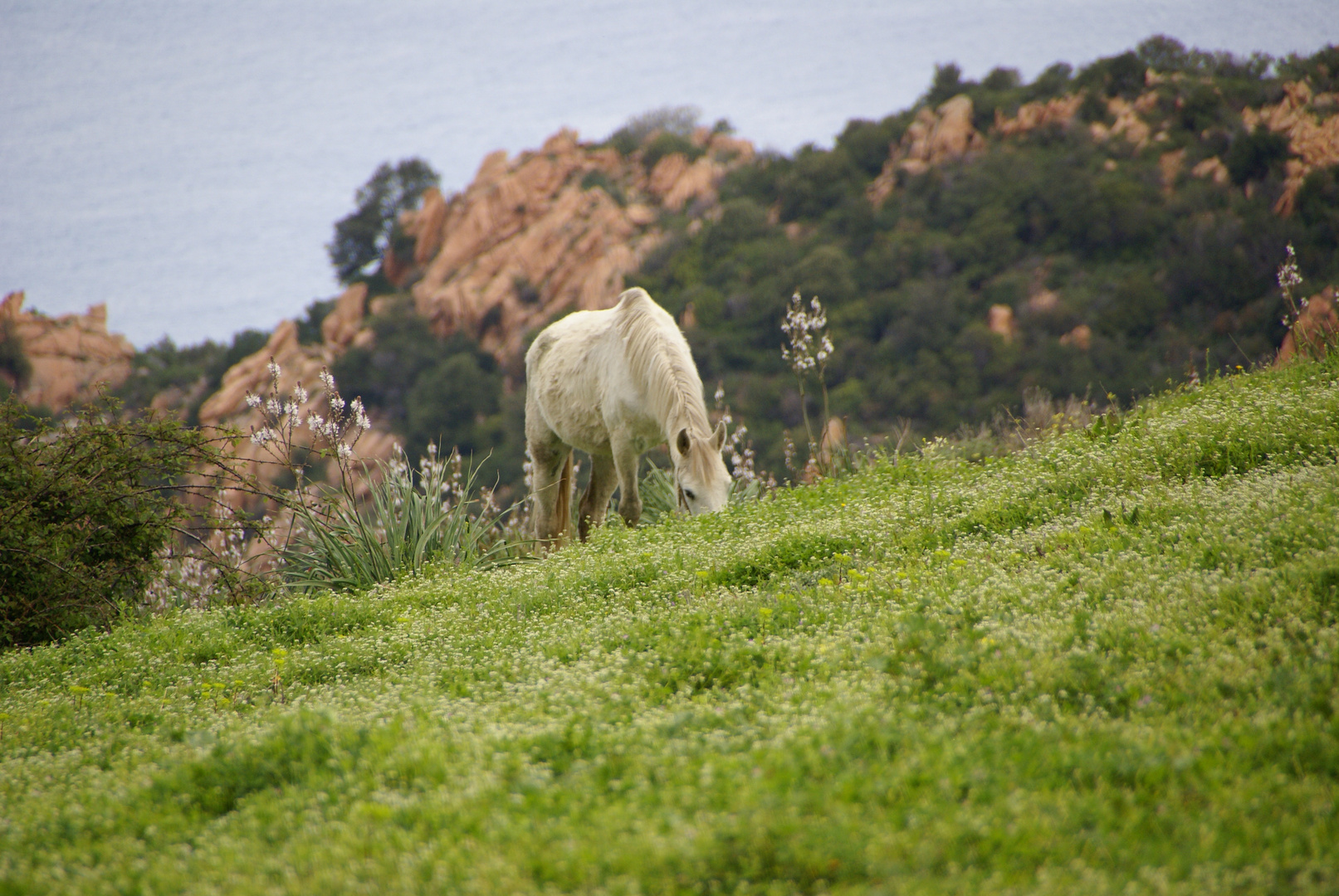 Cheval à l'horizon