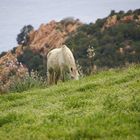 Cheval à l'horizon