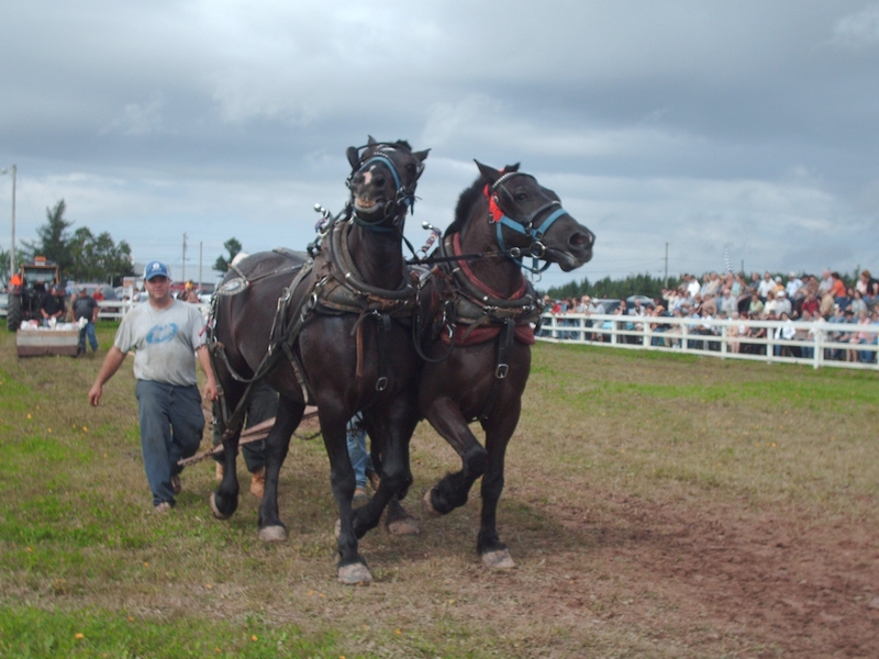 Cheval Attelé