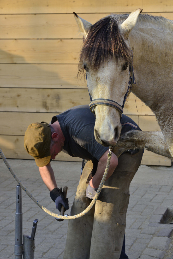 cheval au ferrage