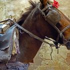 Cheval au galop dans la Médina